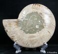 Inch Split Ammonite (Half) #2655-1